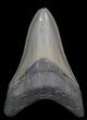 Serrated, Lower Megalodon Tooth - Georgia #40615-1